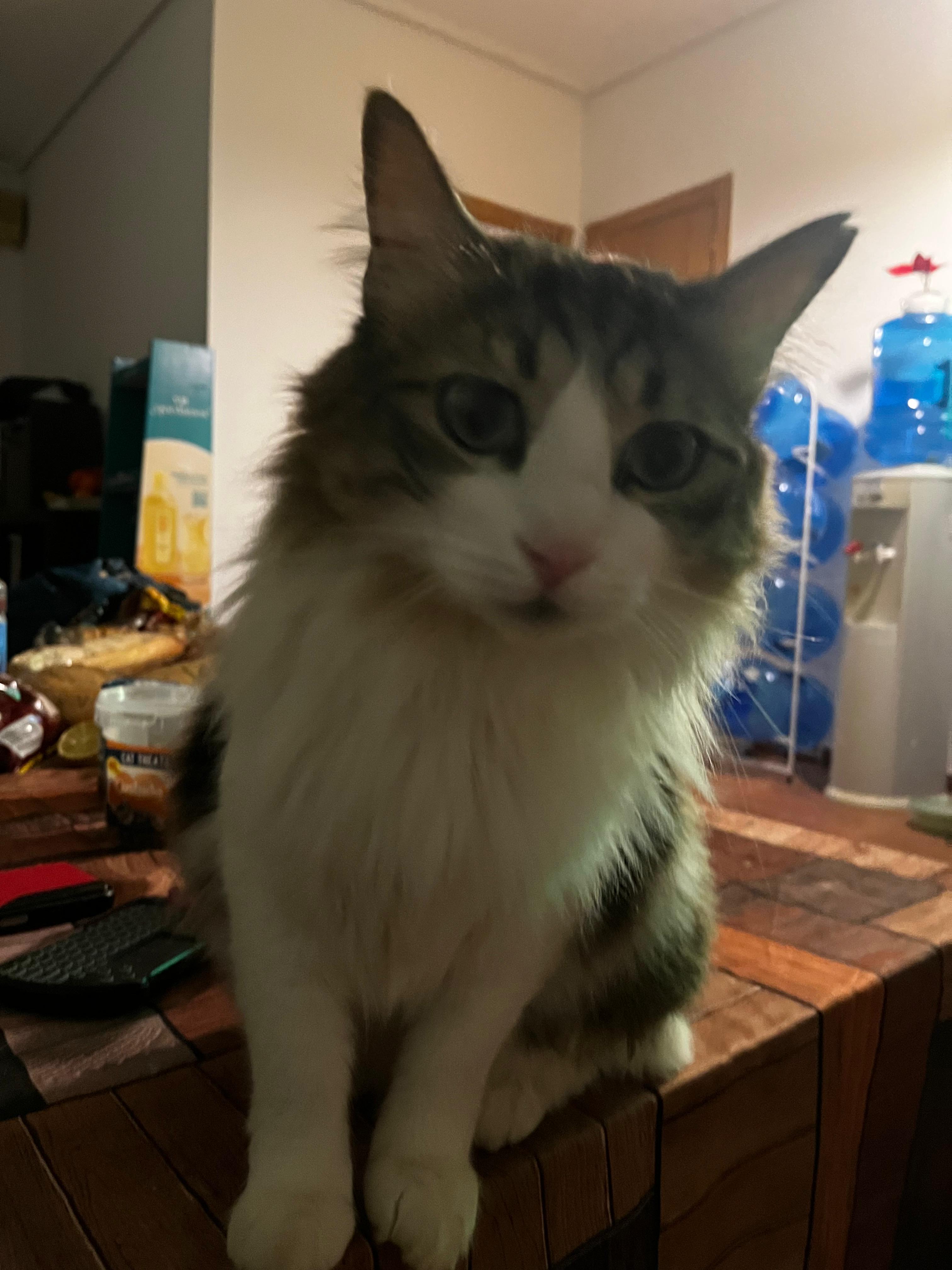 Bella
