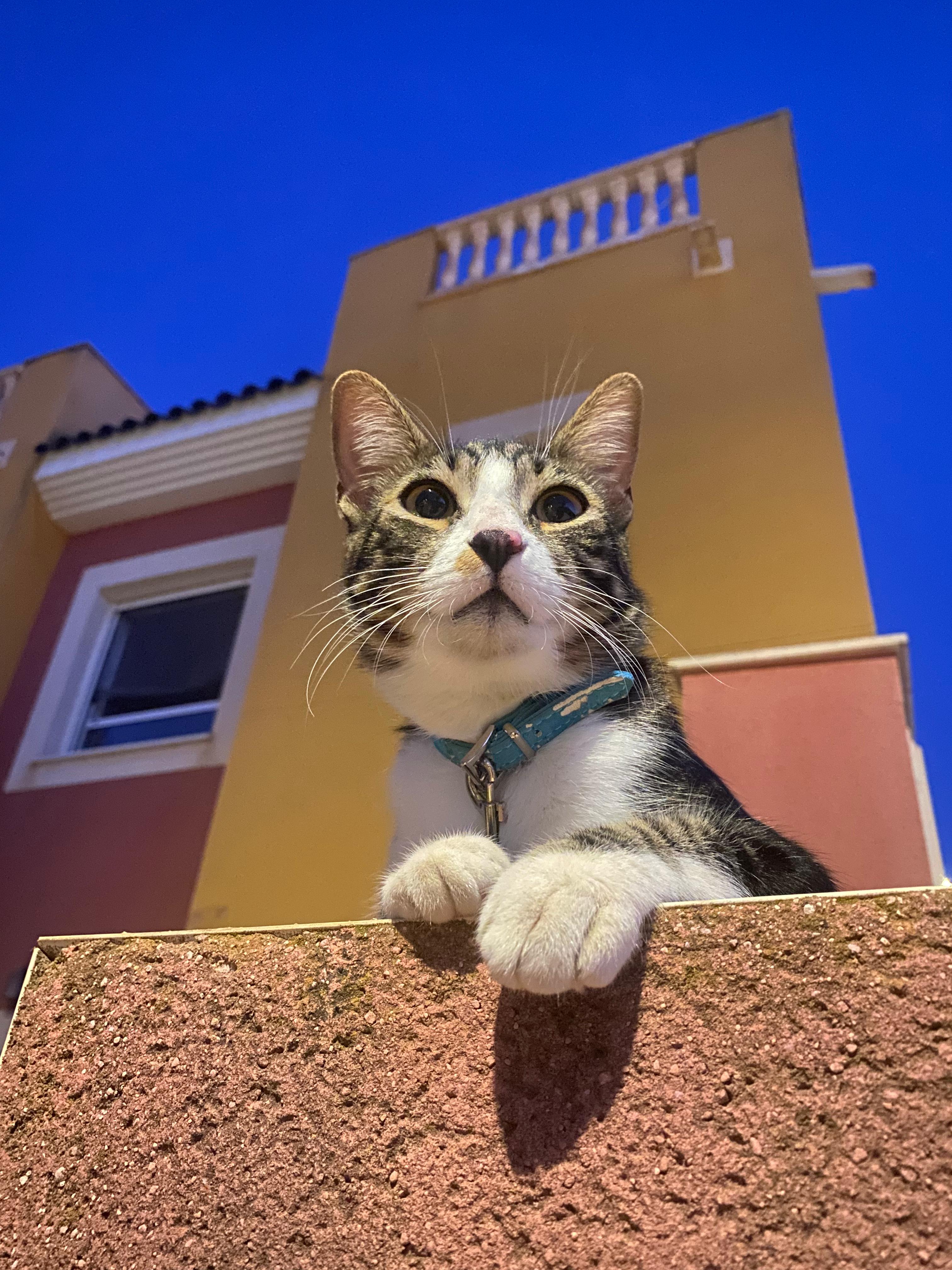 Lalo - foto 1
