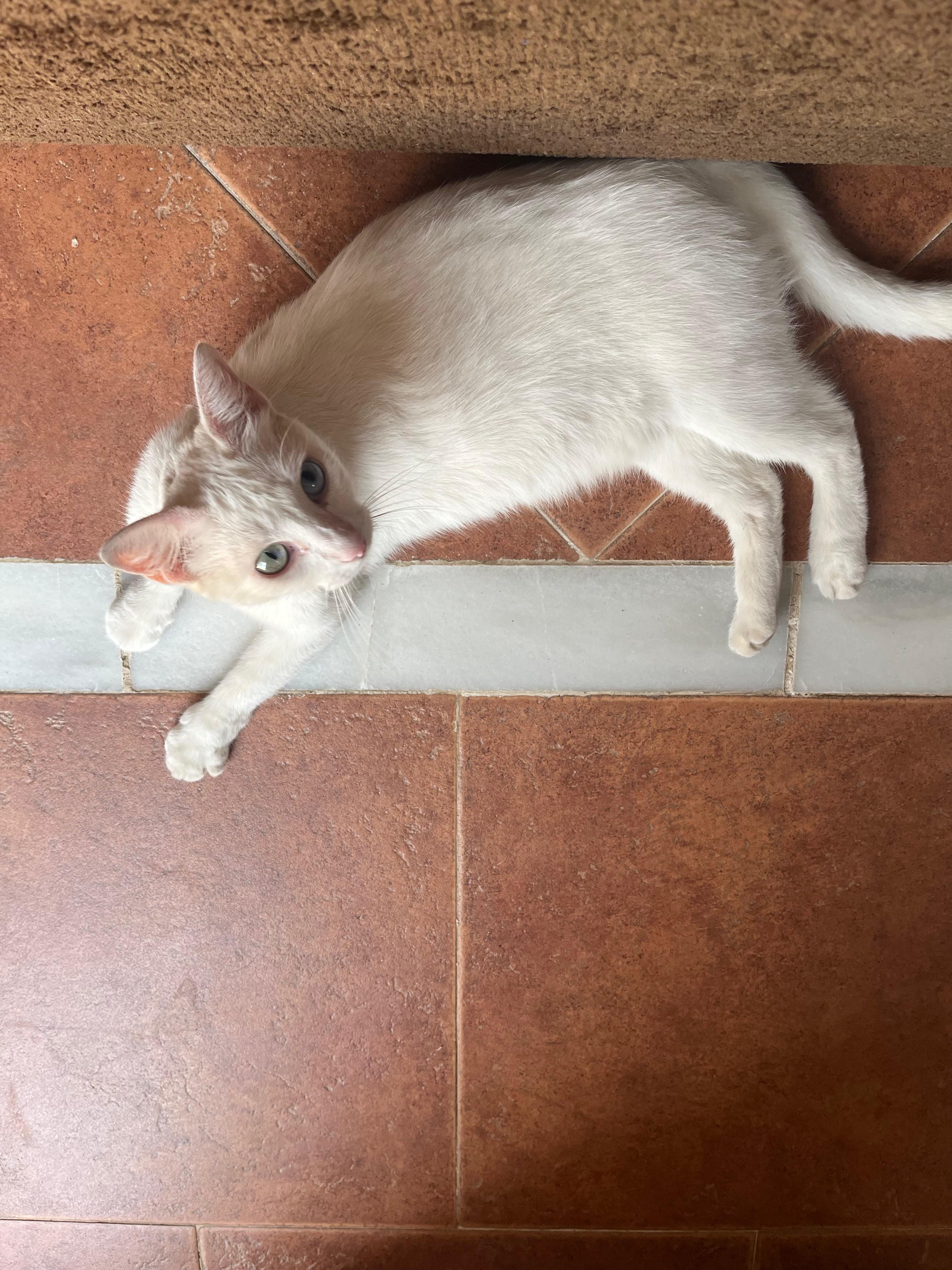 Missy buscando al humano