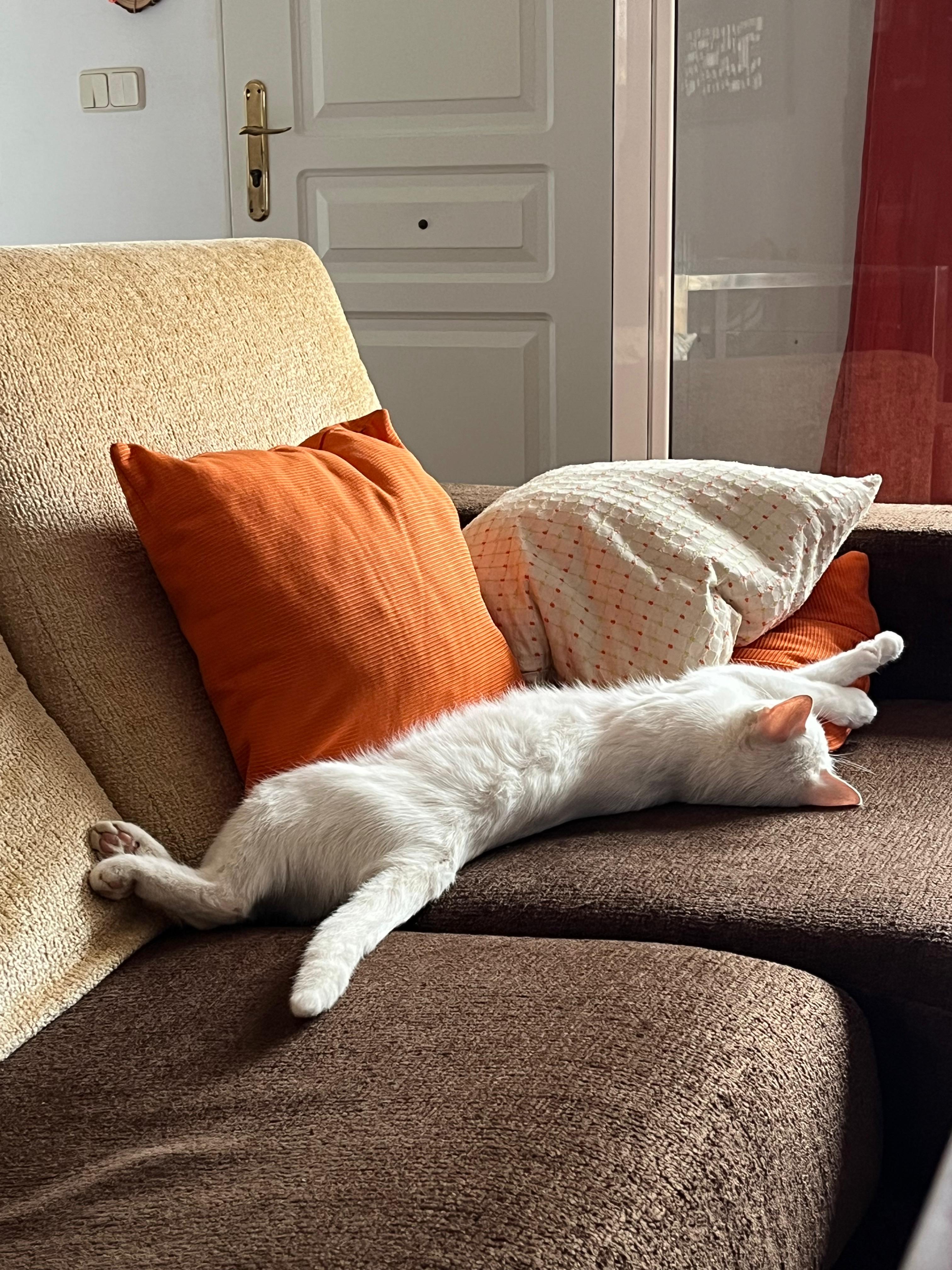 Missy durmiendo su quinta siesta del día