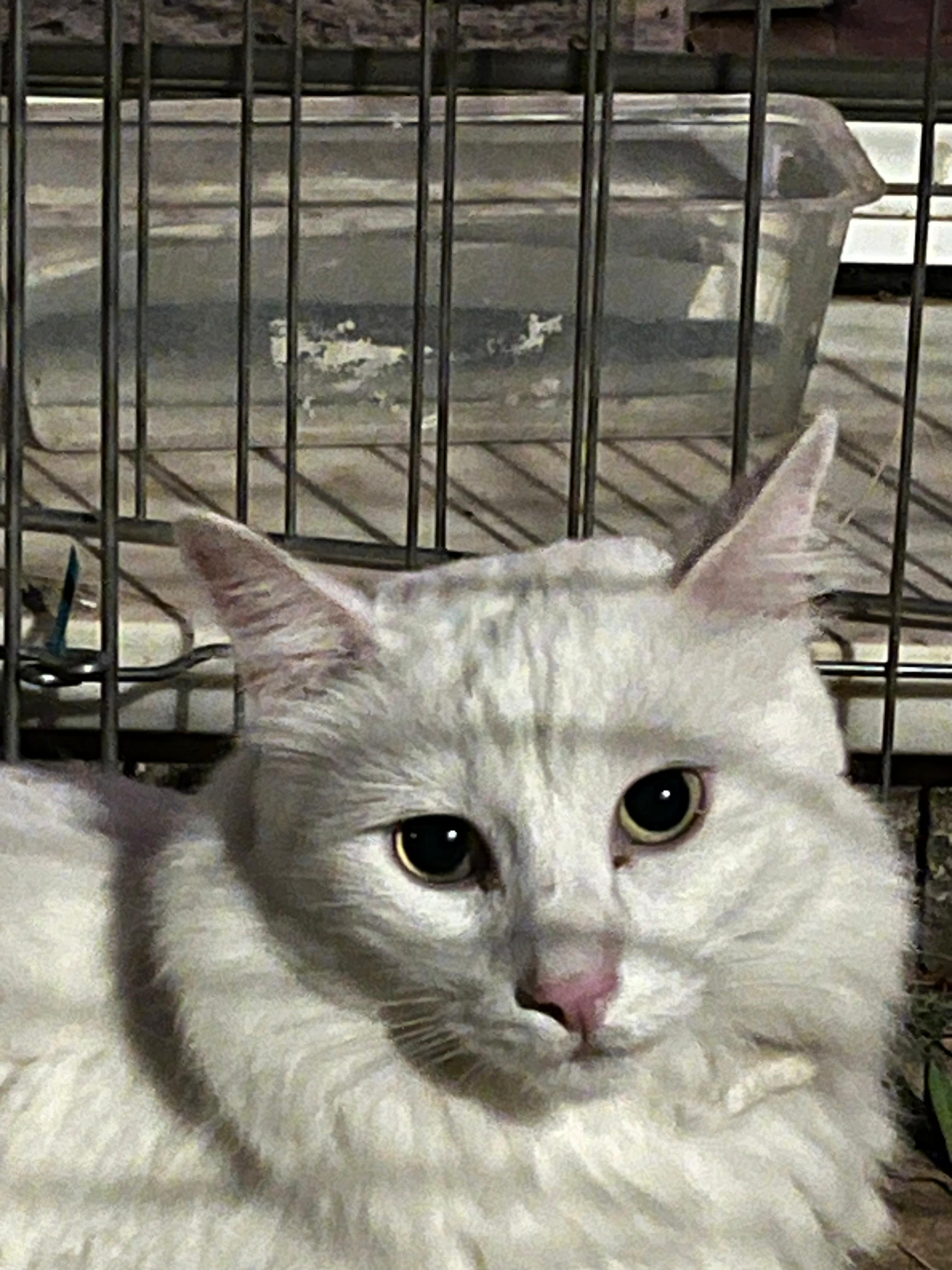 Monchi - foto 1