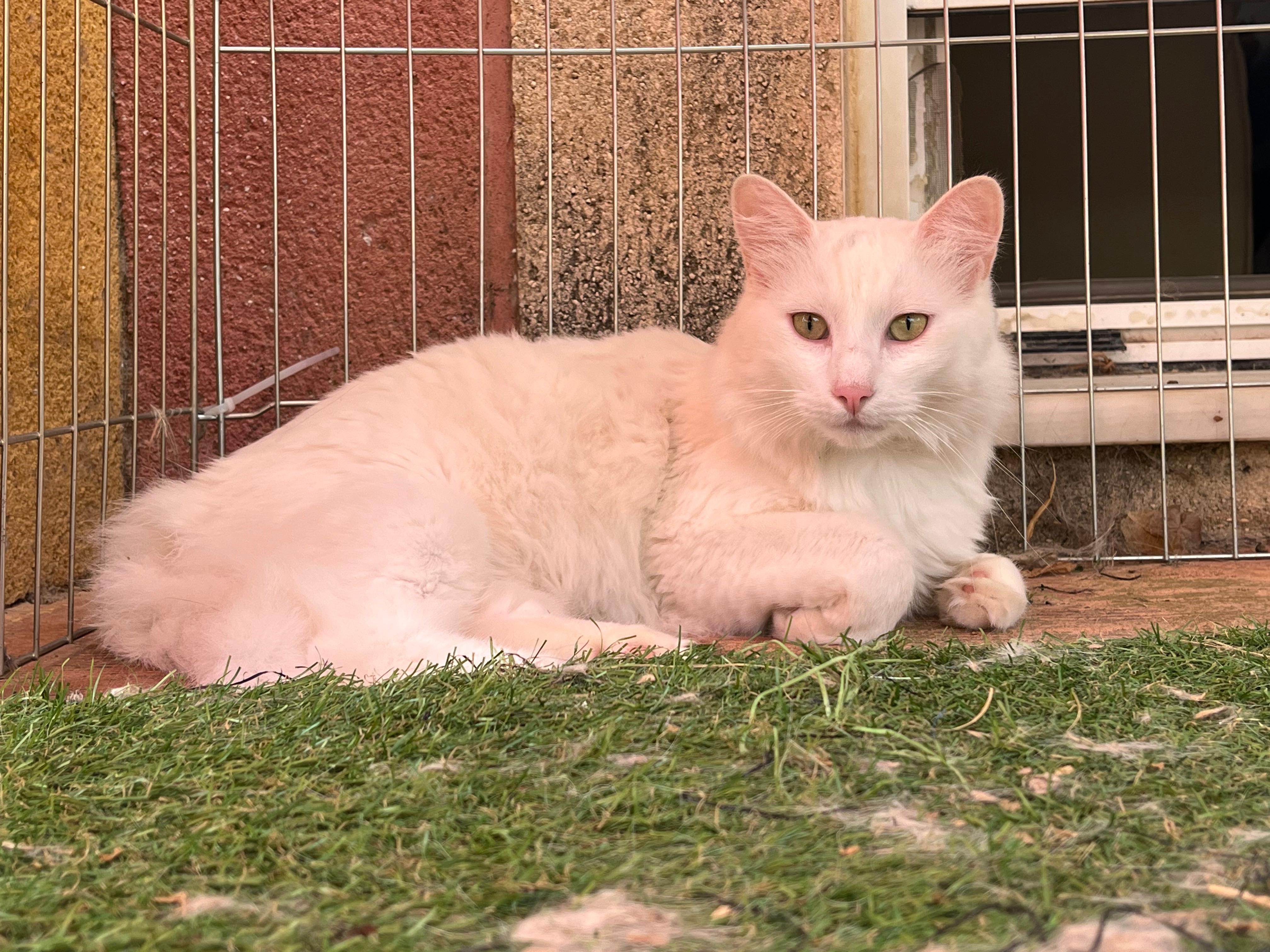 Monchi - foto 2