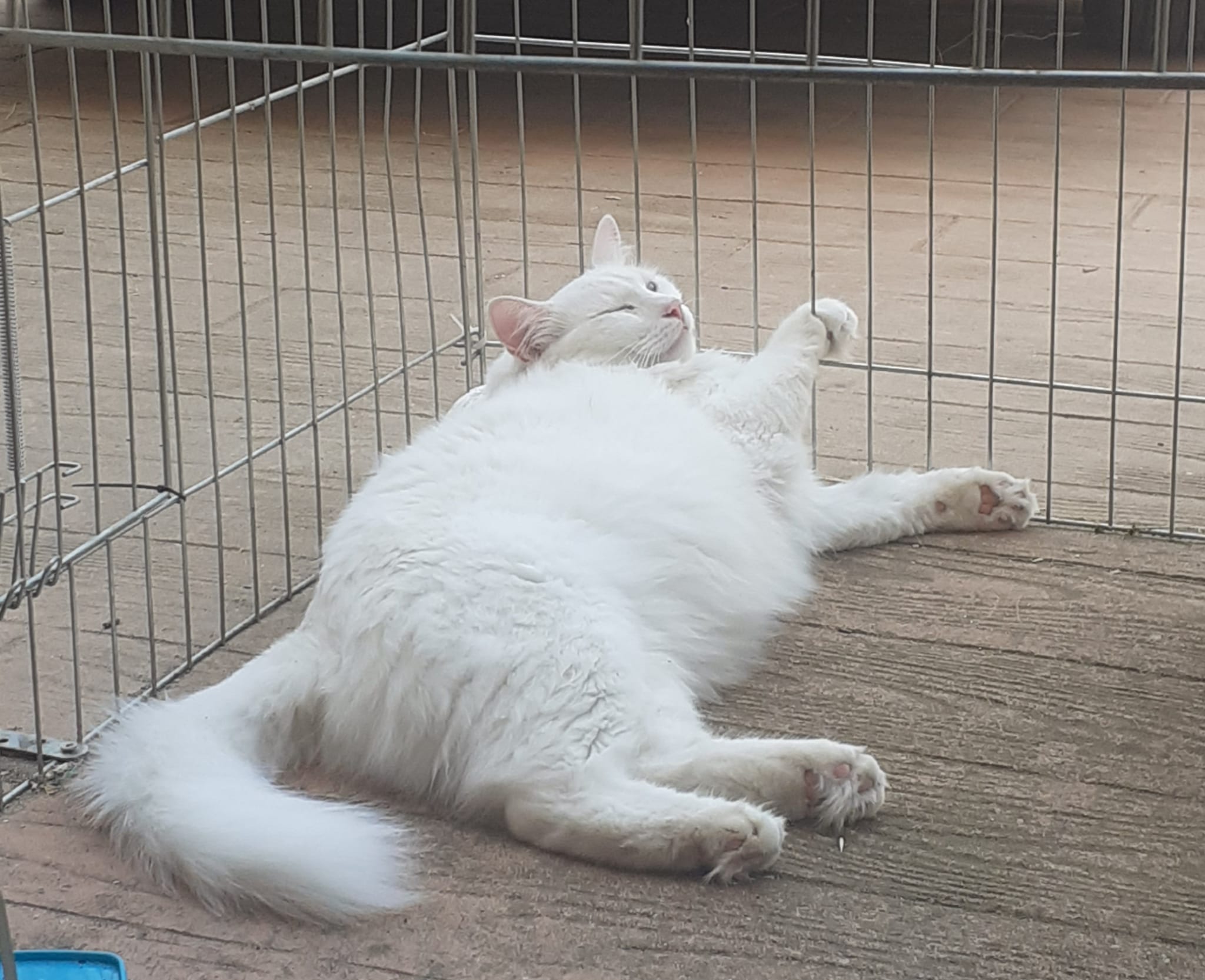 Monchi - foto 3
