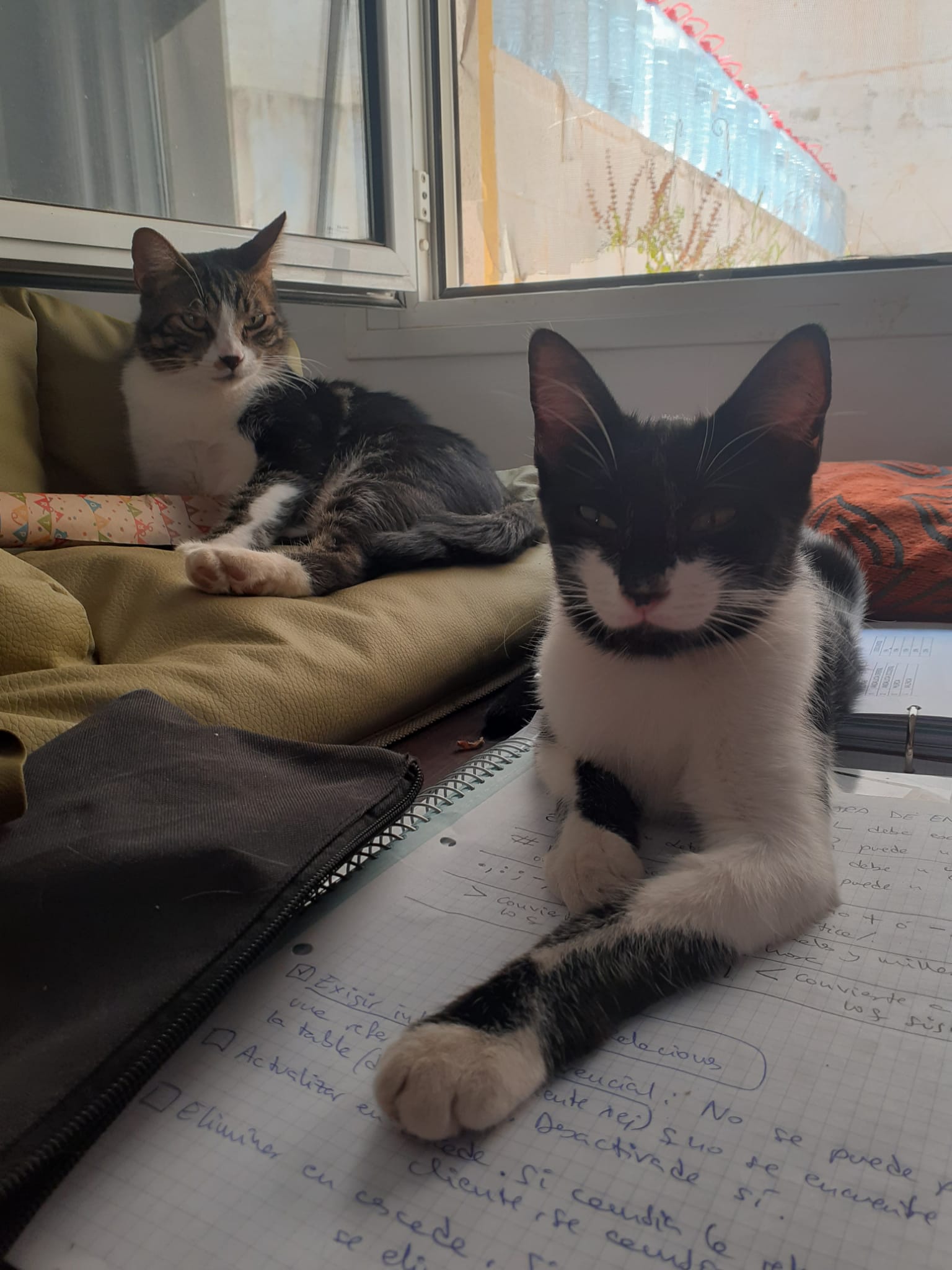 Lalo observando fijamente a Oreo