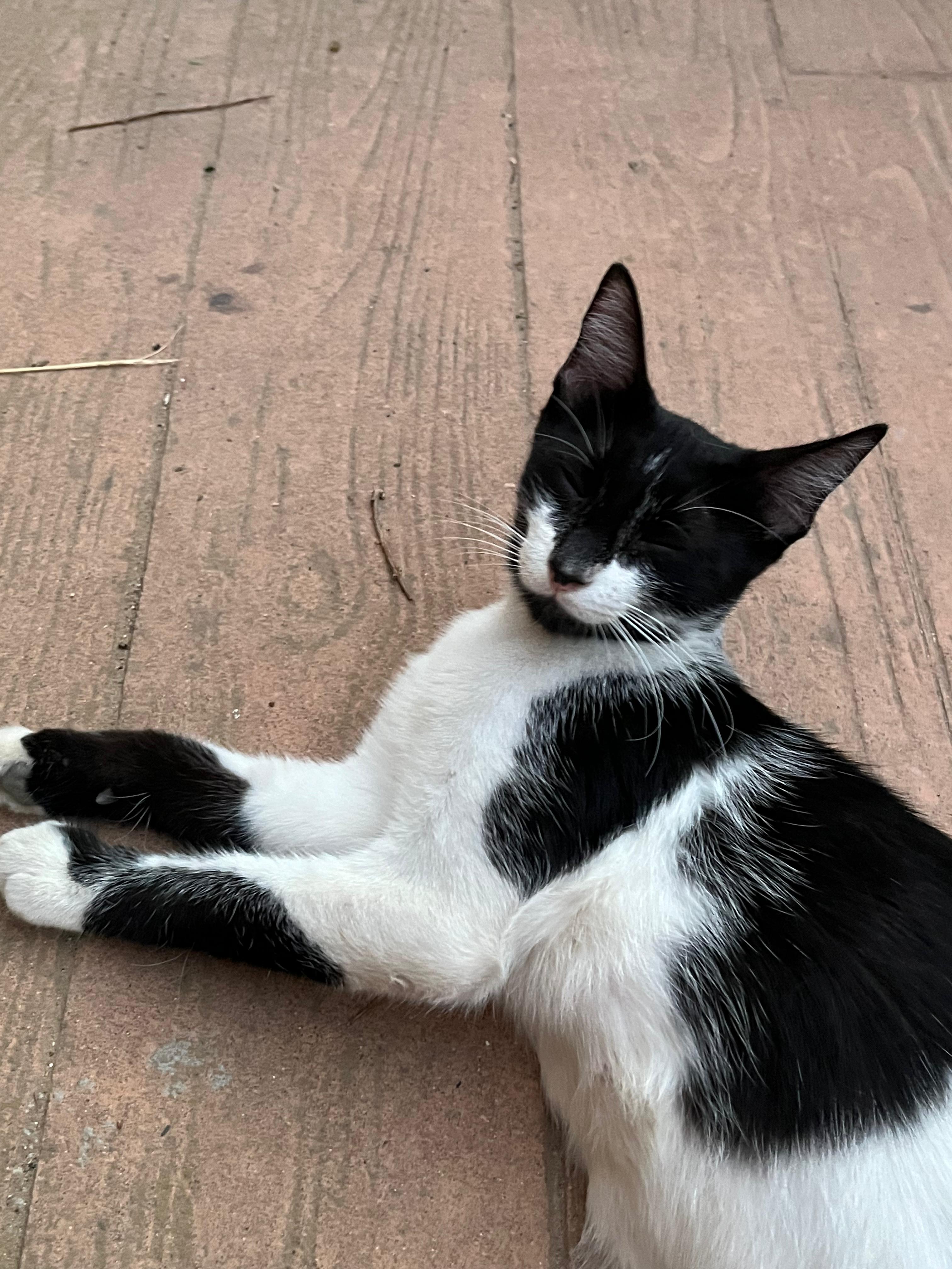 Oreo - foto 1