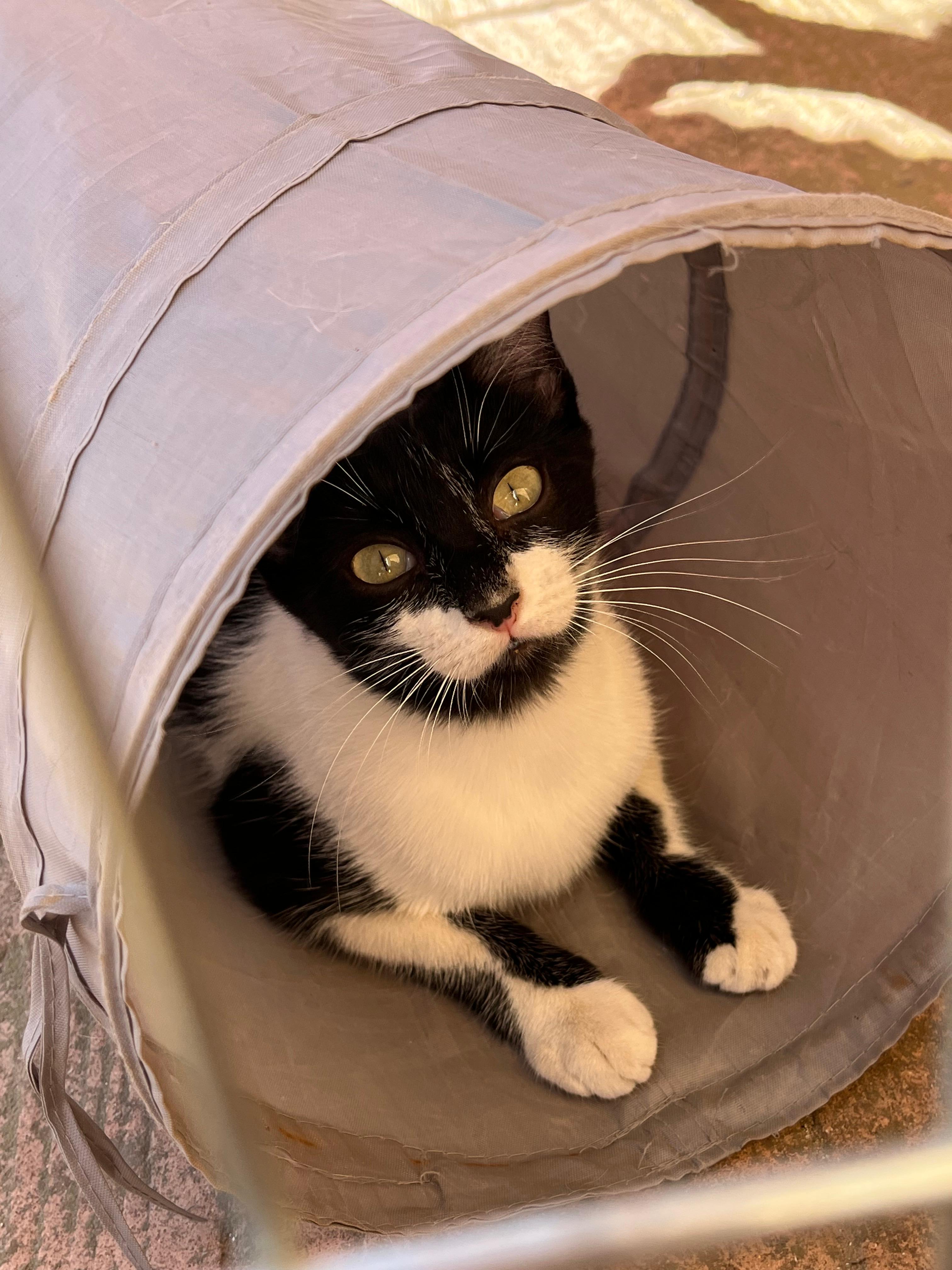 Oreo - foto 3